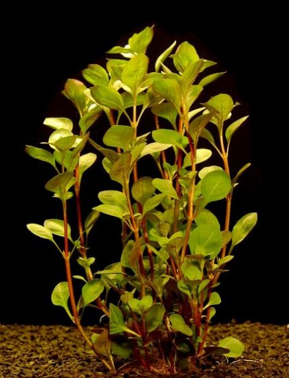 ludwigia