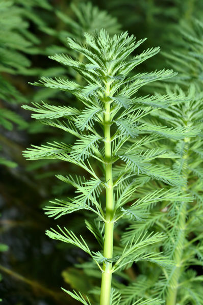 myriophyllum