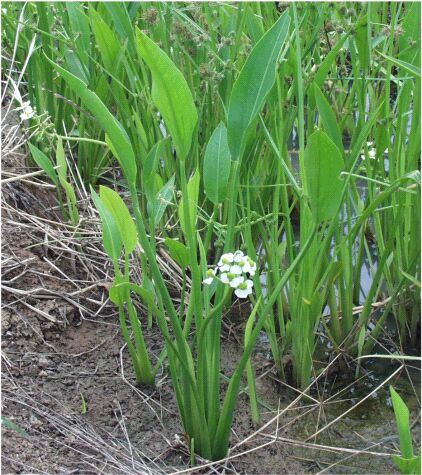 sagittaria