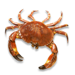 crab