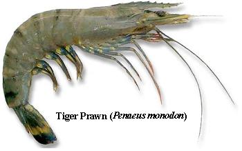 tiger_prawn