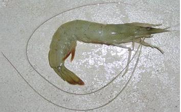 white_prawn