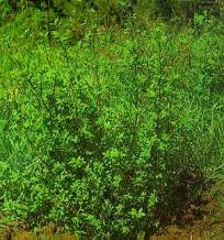 shrubby