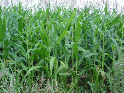 maize