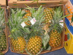 Pineapple Post-harvest operations