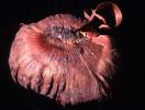 gladiolus corm