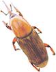 redpalm weevil