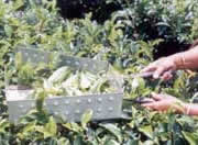 stem with tow to three leaves