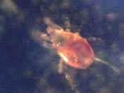 mites