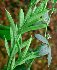 Cluster bean