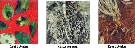 leaf collar root infection