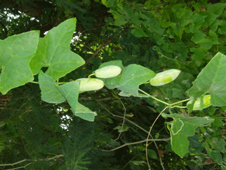 Little gourd