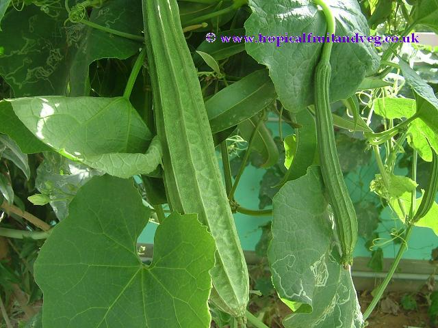 Ridge gourd