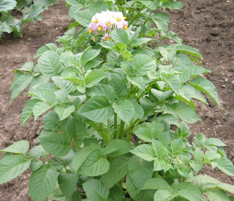 Potato plant