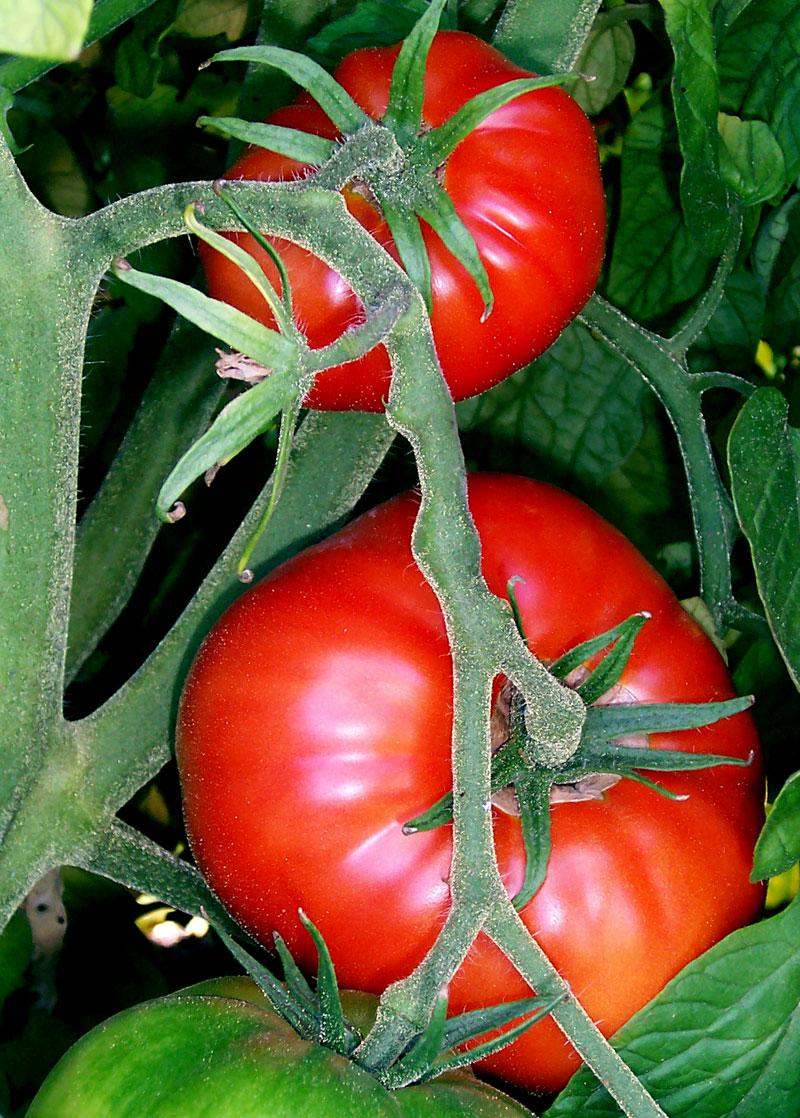 Tomato Tomato