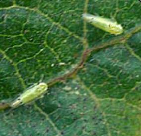 Little Leaf of Brinjal