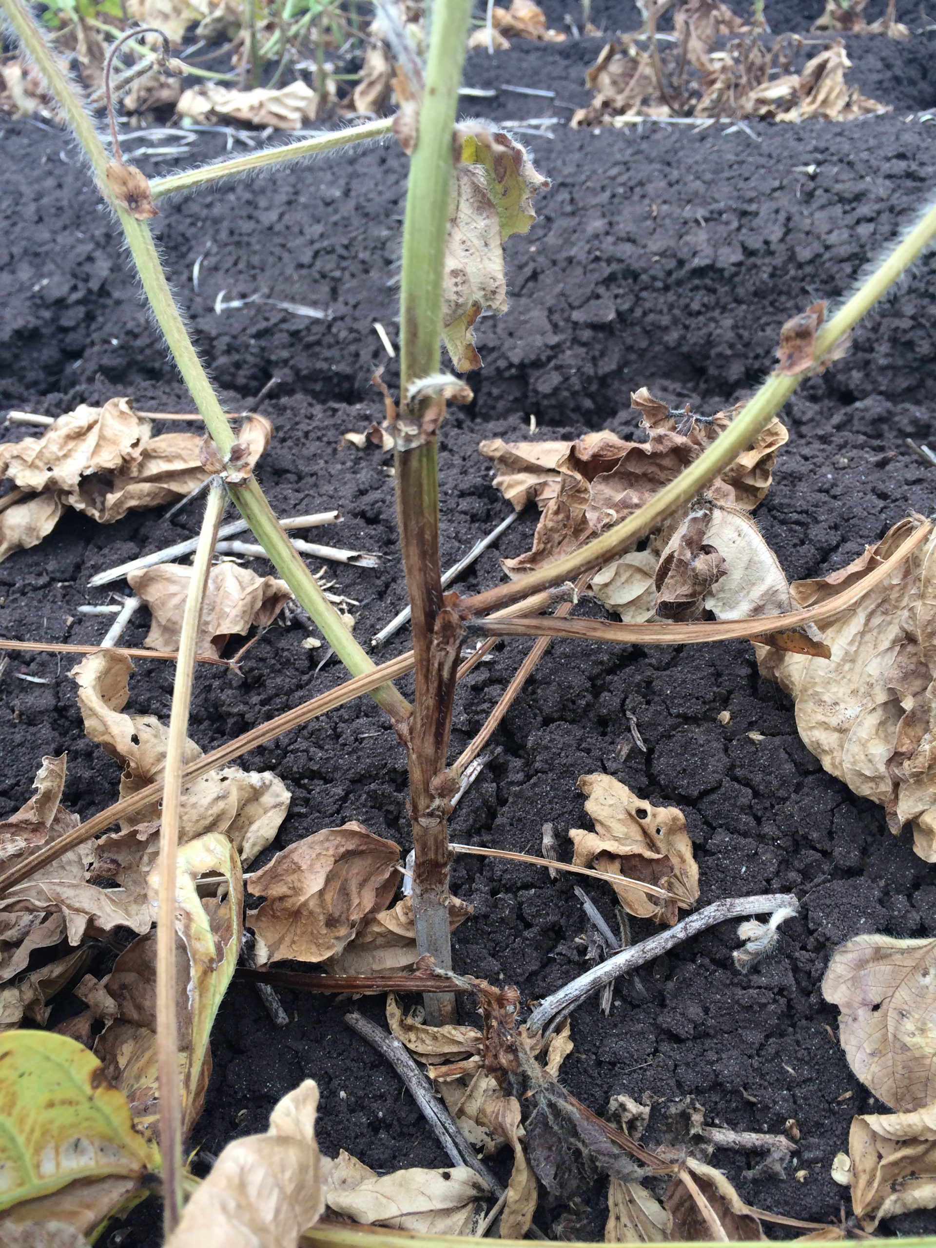 Green Gram Plant Root