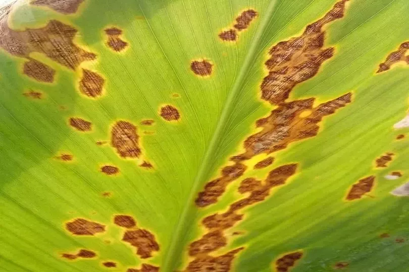 Leaf Blotch[ref: https://www.celkau.in/Crops/spices/turmeric/leafblotch.php]