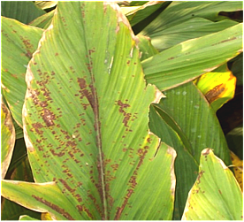 Leaf Blotch[ref: https://www.celkau.in/Crops/spices/turmeric/leafblotch.php]