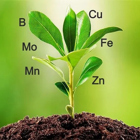Micro Nutrient Mixture