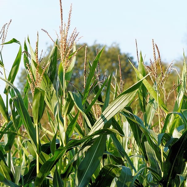 Maize