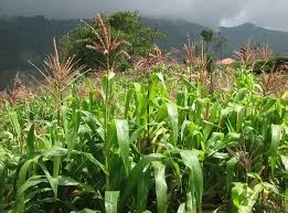 Maize Busa KAU Agri Infotech Portal