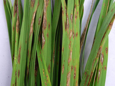 KAU Agri Infotech Portal