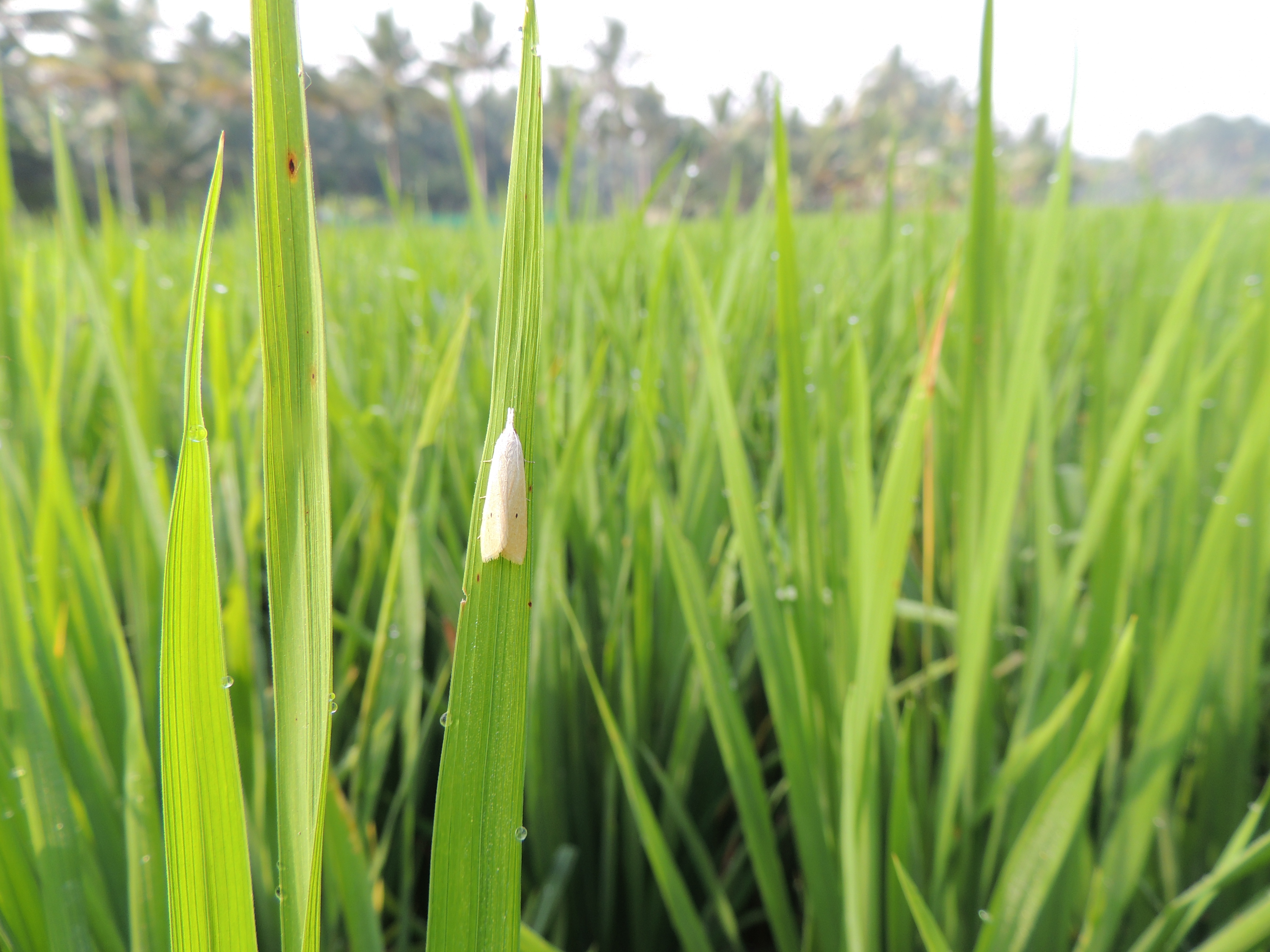 KAU Agri Infotech Portal