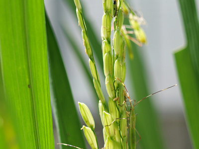 KAU Agri Infotech Portal