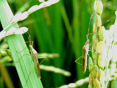 KAU Agri Infotech Portal