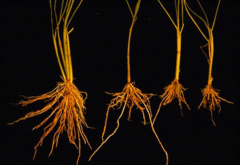 Shock Paddy Roots KAU Agri Infotech Portal