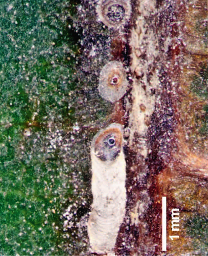 Jackfruit Insect KAU Agri Infotech Portal