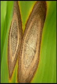 Leaf Spot[ref: https://www.celkau.in/crops/spices/Turmeric/leafspot.php]