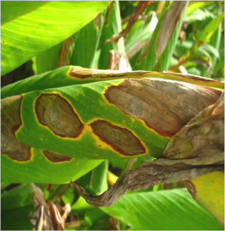 Leaf Spot[ref: https://www.celkau.in/crops/spices/Turmeric/leafspot.php]