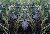 സല്‍കീര്‍ത്തി