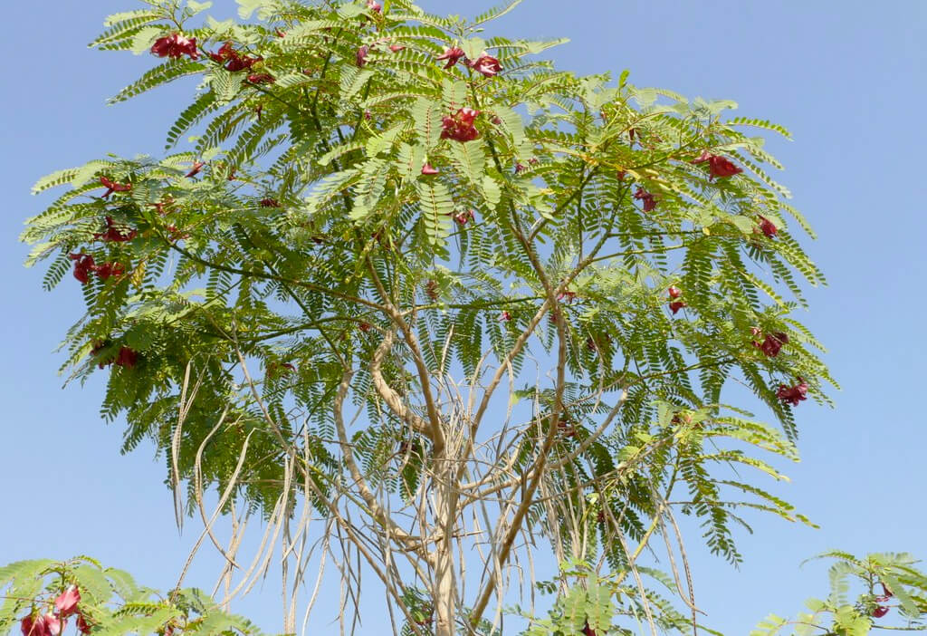 KAU Agri Infotech Portal