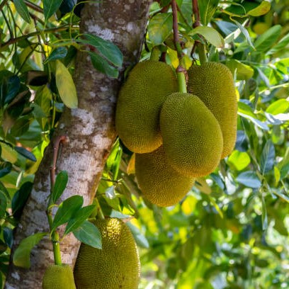 Jackfruit