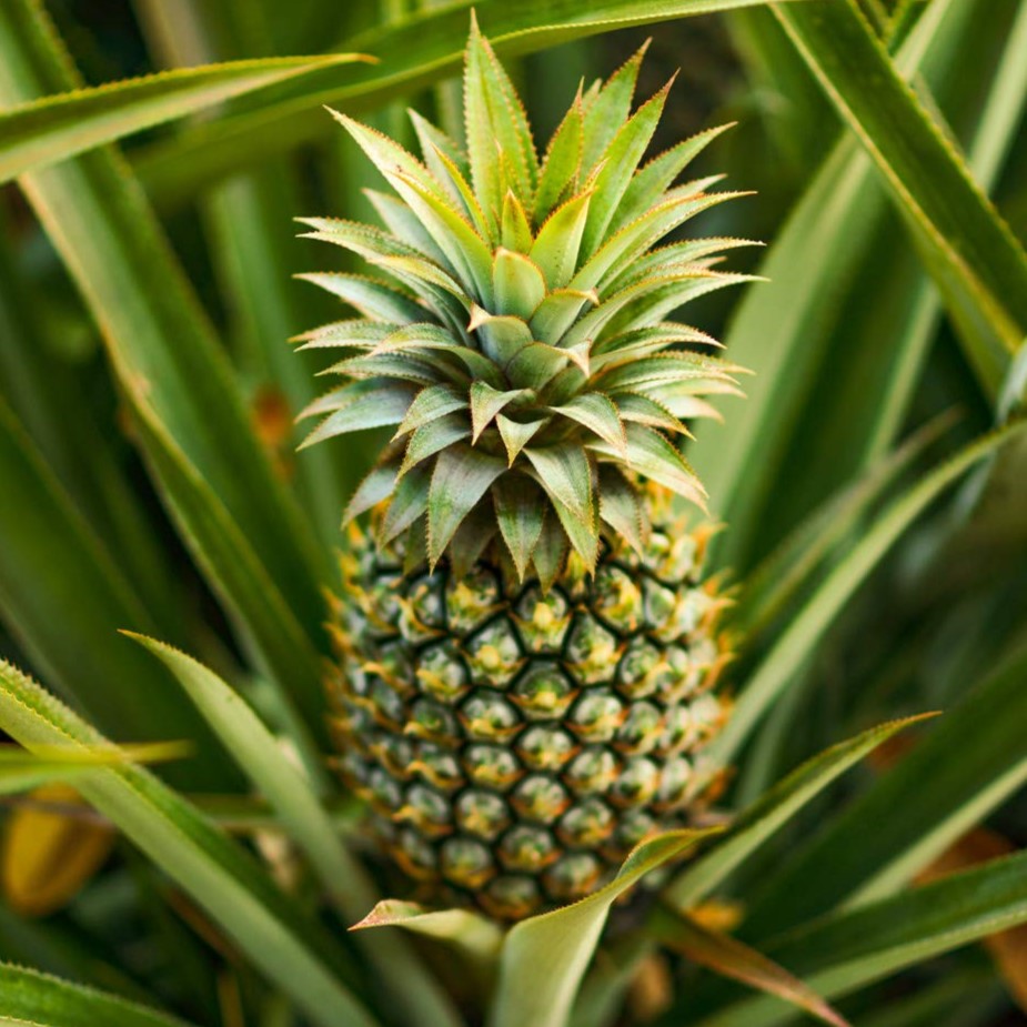 Pineapple